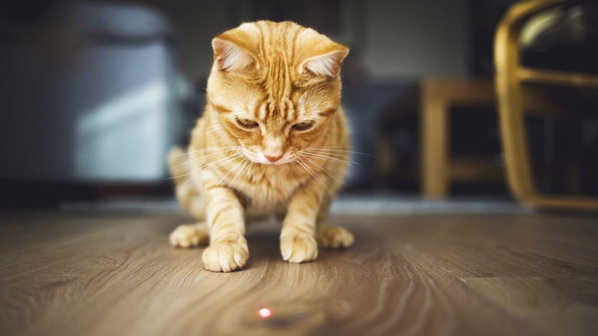 Featured image of post Red Laser Eyes Cat 1 petsafe bolt interactive laser cat toy