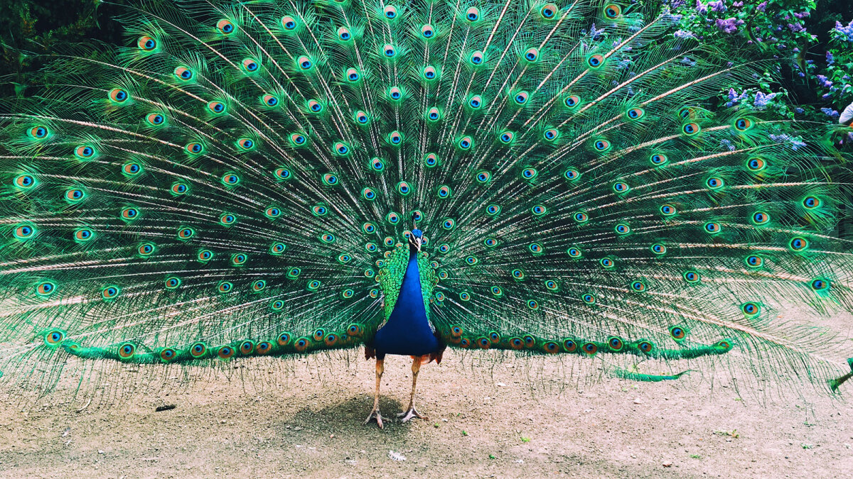 Is Peacock Still Free