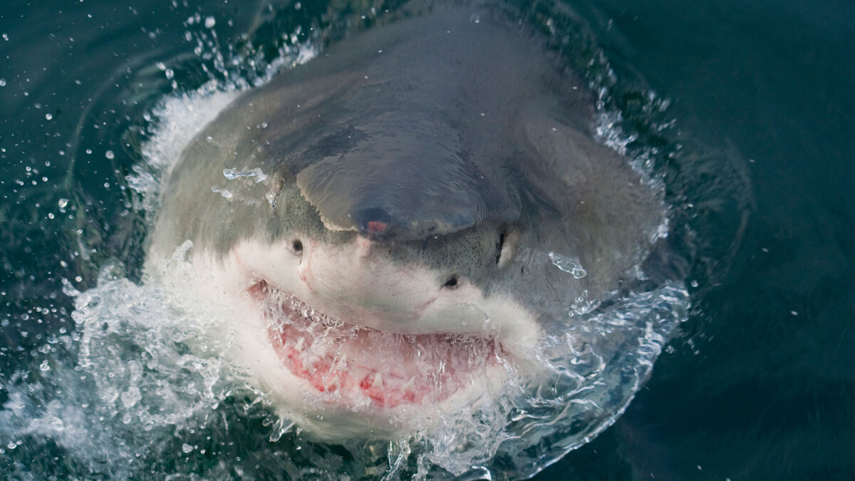 10-most-dangerous-places-for-shark-attacks-howstuffworks