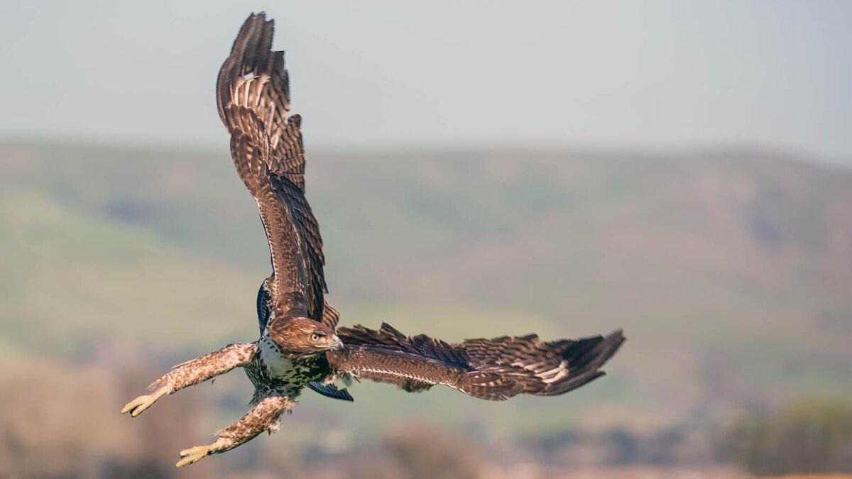 Red Tailed Hawks Are Way Bigger Faster And More Common Than You Realize Howstuffworks