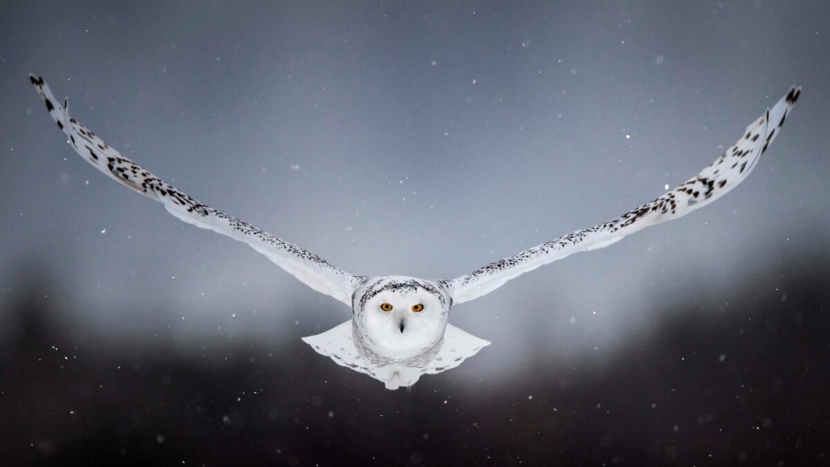 all about snowy owls