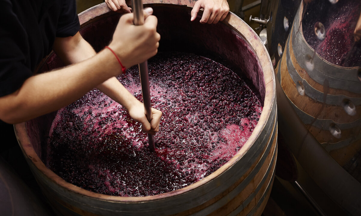 grape wine making at home