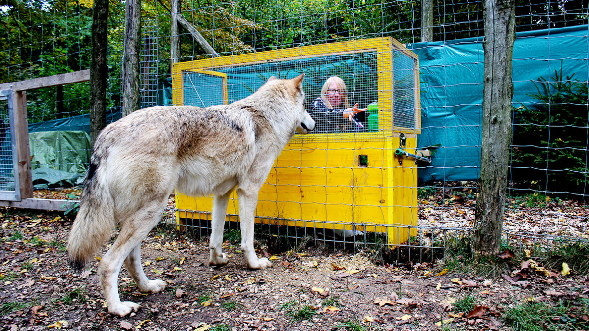 Wolves Are Probably Smarter Than Our Dogs | HowStuffWorks