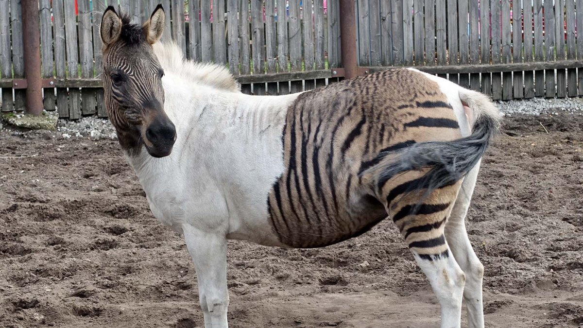 A Zorse Is a Horse, of Course, But It's Also a Zebra ...