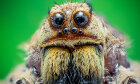 Do we really swallow spiders in our sleep? | HowStuffWorks