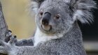 What's the difference between a wallaby and a kangaroo? | HowStuffWorks