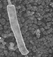 alien-physiology-thermobacteria1a.jpg