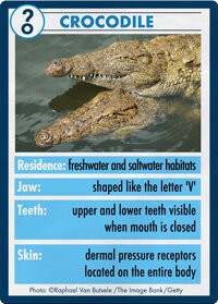 What S The Difference Between An Alligator And A Crocodile Howstuffworks