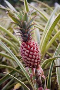 Ananas Howstuffworks