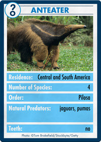 Anteaters and Aardvarks: A Nose for Insect Extermination - Anteaters