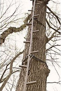 ladder tree stands