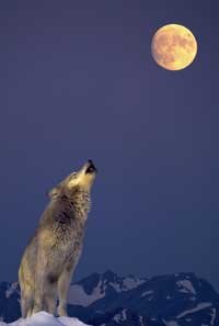 Do Wolves Really Howl At The Moon Howstuffworks