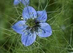 Nigella Love In A Mist A Profile Of An Annual Flower Howstuffworks