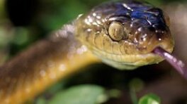 How To Identify Garden Snakes Howstuffworks