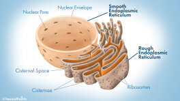 Life Science | HowStuffWorks