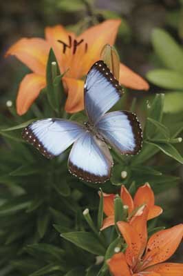 Butterfly Garden Ideas | HowStuffWorks