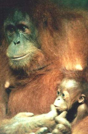 bigfoot-orangutan.jpg