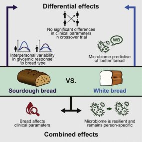 رسم توضيحي للدراسة على خبز القمح الكامل مقابل الخبز الأبيض