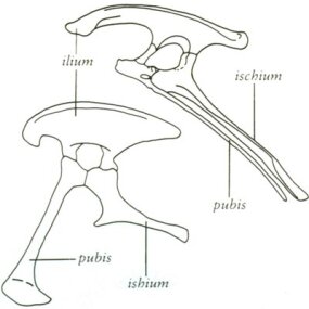 dinosaur pelvic bone