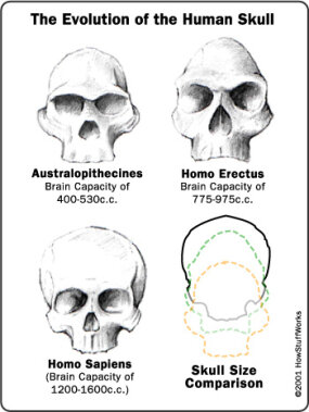 evolution-skull.jpg