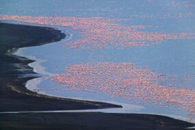 Uno stormo di fenicotteri rosa si staglia contro le acque blu del lago Nakuru in Kenya.