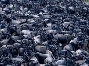 One million wildebeest in the Serengeti plain migrate in an enormous circle each year.