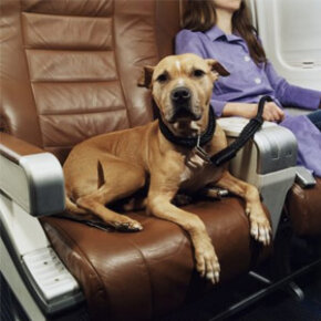 dogs flying on american airlines