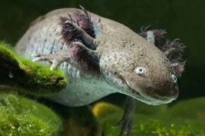 10 Real Animals That Seem Make Believe Howstuffworks