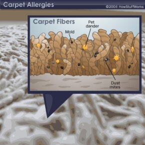 Why Does Carpet Cause Allergies In Some People Howstuffworks