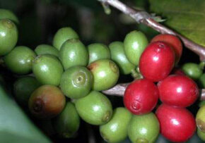 coffee-cherries-green-red-coffeeresearchorg.jpg