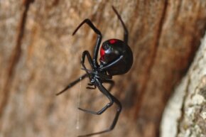 Treatment Of Black Widow Spider Bite On Emedicine Com / Redback Spider