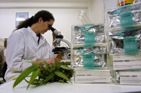 medical-marijuana-lab.jpg