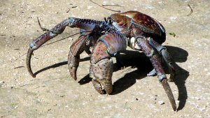 Big Lobsters and Eternal Life - Is there a 400 pound lobster out there ...