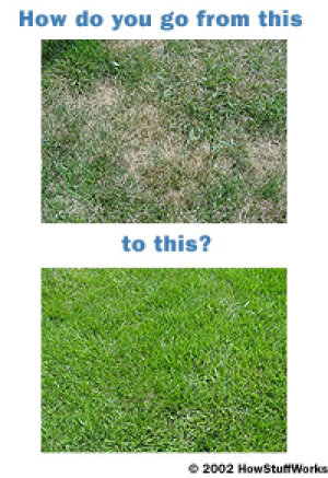 How Grass Works Howstuffworks