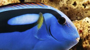 Ultimate Guide To Finding Nemo Howstuffworks