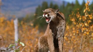 puma cat vs mountain lion