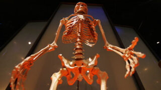 Oldest Homo Sapiens Fossils Ever Found Suggest a Human ...