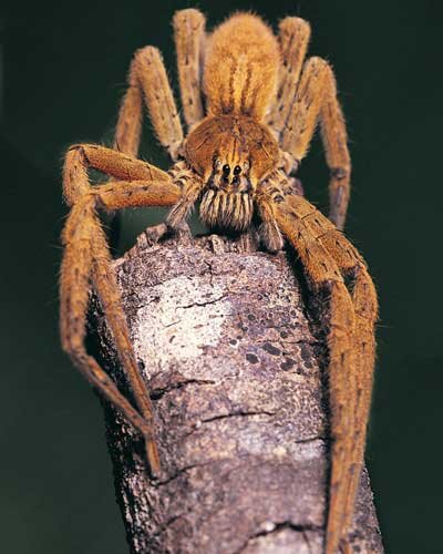 Arachnid Pictures 