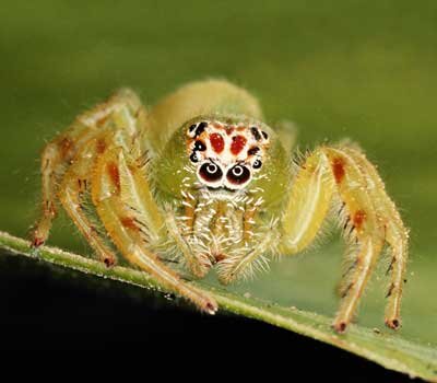 Arachnid Pictures | HowStuffWorks