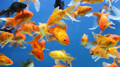 How Did the Goldfish Become Everyone's First Pet? | HowStuffWorks