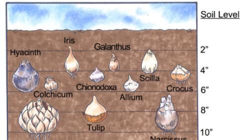 Bulb Gardens | HowStuffWorks