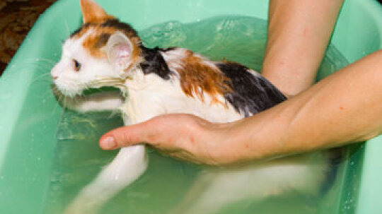 cat dry skin treatment