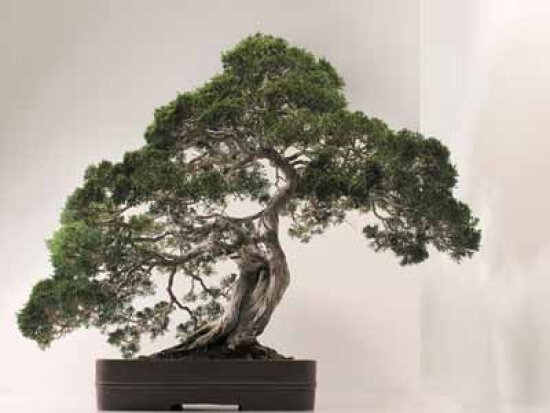 Styles of Bonsai | HowStuffWorks