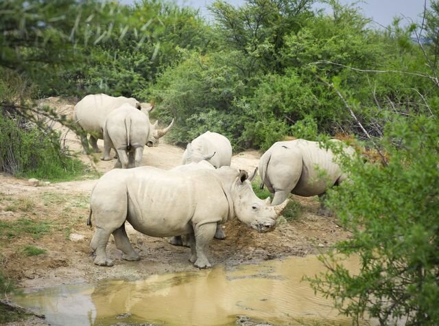 Image result for white rhino poops