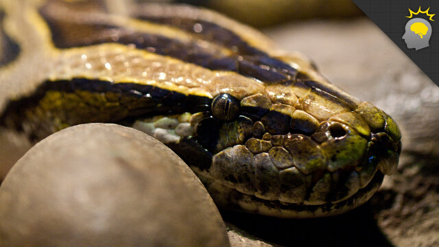 These snakes can jump—and scientists want to know why.