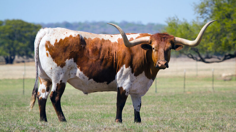 the-wild-history-of-the-texas-longhorn-howstuffworks