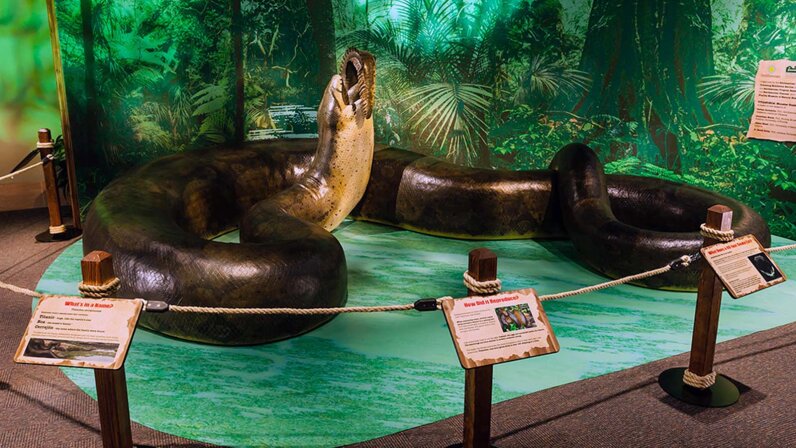 the-massive-titanoboa-snake-once-ruled-the-colombian-rainforest