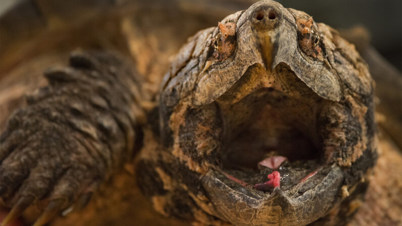 alligator snapping turtle stuffed animal