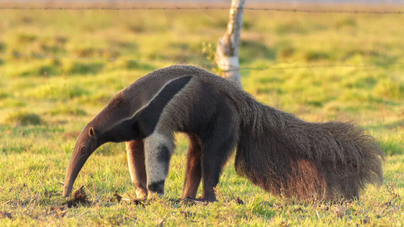 An Anteater's Tongue Can Be 2 Feet Long! Plus 7 Other ...