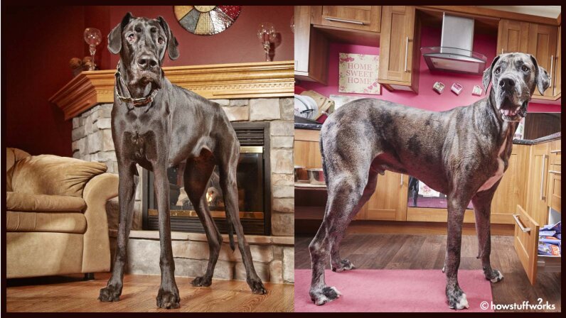 tallest dog breed in the world